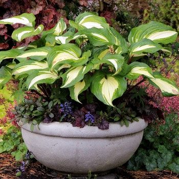 Hosta 'Raspberry Sundae' (122156)