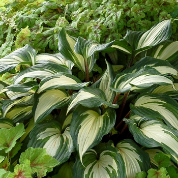 Hosta 'Raspberry Sundae' (122157)