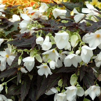 Begonia Cocoa™ 'Enchanted Moonlight' (122159)