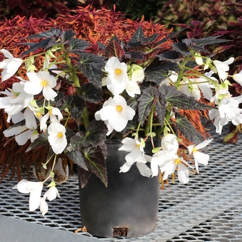 Begonia Cocoa™ 'Enchanted Moonlight' (122160)