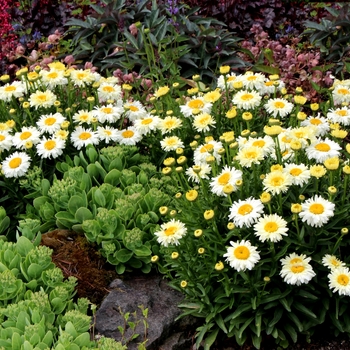 Leucanthemum x superbum 'Bridal Bouquet' (122190)