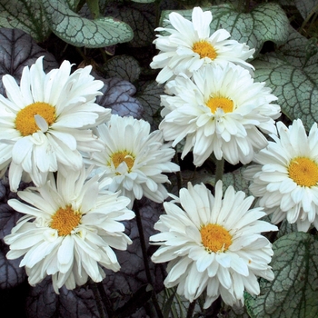 Leucanthemum x superbum 'Victorian Secret' (122193)