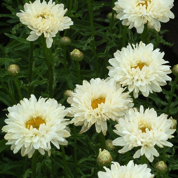 Leucanthemum x superbum 'Victorian Secret' (122194)