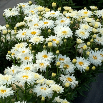 Leucanthemum x superbum 'Belgian Lace' (122196)