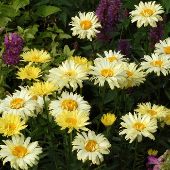 Leucanthemum x superbum 'Goldfinch' (122202)