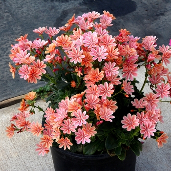 Lewisia Constant™ 'Coral' (122205)