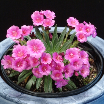 Lewisia Constant™ 'Comment' (122210)