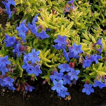 Lithodora diffusa 'Gold 'N Sapphires' (122213)