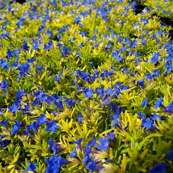 Lithodora diffusa 'Gold 'N Sapphires' (122214)