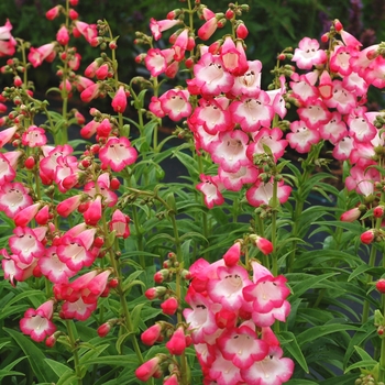 Penstemon Taffy™ 'Watermelon' (122258)