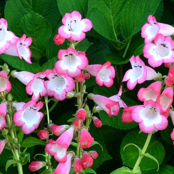 Penstemon Taffy™ 'Watermelon' (122259)