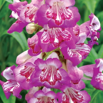 Penstemon Taffy™ 'Blueberry' (122261)