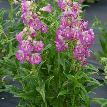 Penstemon Taffy™ 'Blueberry' (122262)