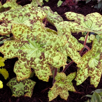 Podophyllum 'Spotty Dotty' (122266)