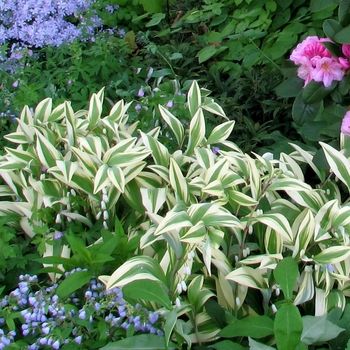 Polygonatum odoratum var. pluriflorum 'Double Stuff' (122267)