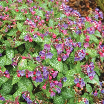 Pulmonaria 'Dark Vader' (122299)