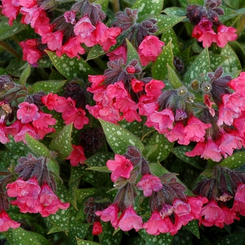 Pulmonaria 'Shrimps on the Barbie' (122304)