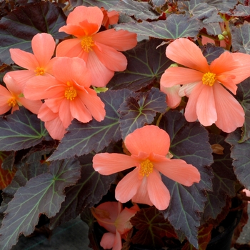 Begonia Cocoa™ 'Enchanted Sunrise' (122310)