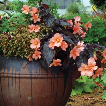 Begonia Cocoa™ 'Enchanted Sunrise' (122315)