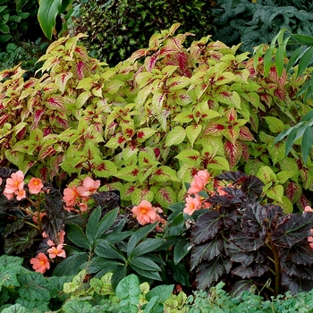 Begonia Cocoa™ 'Enchanted Sunrise' (122316)