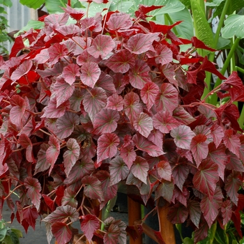 Begonia Revelation® 'Maroon' (122325)