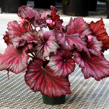 Begonia T Rex™ 'Stardust' (122340)