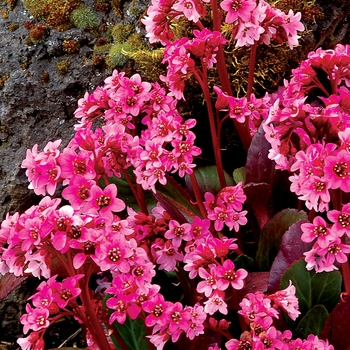 Bergenia 'Pink Dragonfly' (122351)