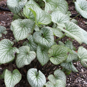 Brunnera macrophylla Alchemy™ 'Pewter' (122359)