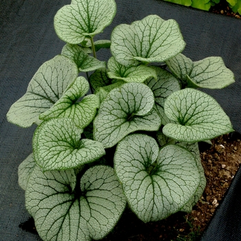 Brunnera macrophylla Alchemy™ 'Pewter' (122360)