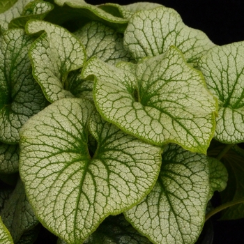 Brunnera macrophylla Alchemy™ 'Pewter' (122361)