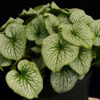 Brunnera macrophylla Alchemy™ 'Pewter' (122362)