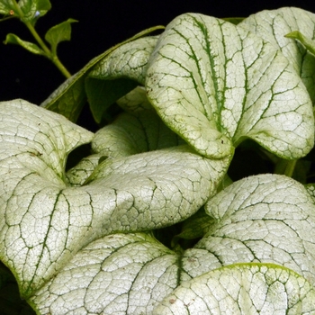 Brunnera macrophylla Alchemy™ 'Silver' (122364)