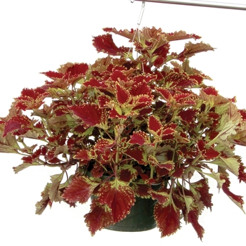 Coleus Color Clouds™ 'Be Mine' (122370)