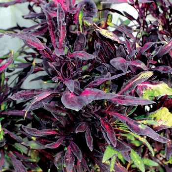 Coleus Fancy Feathers™ 'Black' (122397)