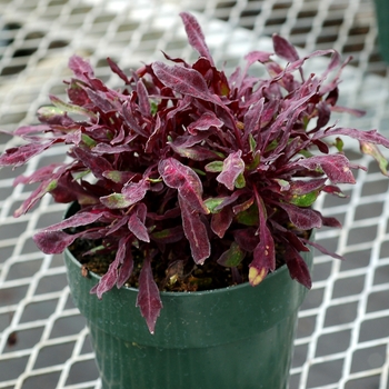 Coleus Fancy Feathers™ 'Black' (122398)