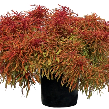 Coleus Fancy Feathers™ 'Copper' (122401)