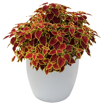 Coleus Flying Carpet™ 'Fire Mountain' (122405)