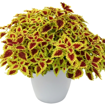 Coleus Flying Carpet™ 'Thriller' (122409)