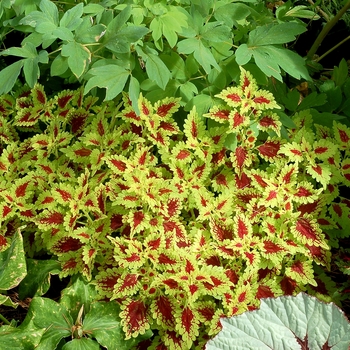 Coleus Flying Carpet™ 'Thriller' (122410)