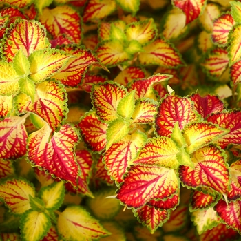 Coleus TERRA NOVA® 'Electric Slide' (122505)