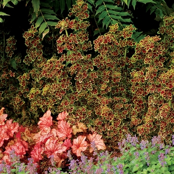 Coleus TIDBITS™ 'Tammy' (122552)