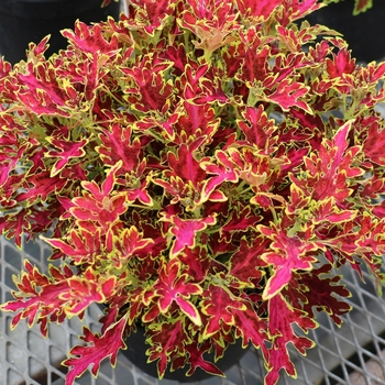 Coleus Wildfire™ 'Blaze' (122562)