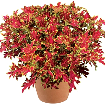 Coleus Wildfire™ 'Blaze' (122563)