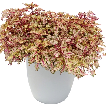 Coleus Wildfire™ 'Flash' (122564)