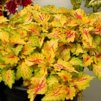 Coleus Wildfire™ 'Flicker' (122575)