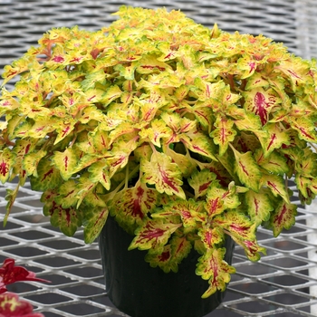 Coleus Wildfire™ 'Flicker' (122576)