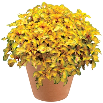 Coleus Wildfire™ 'Flicker' (122578)