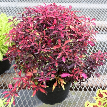 Coleus Wildfire™ 'Ignition' (122581)