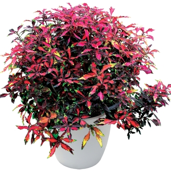 Coleus Wildfire™ 'Ignition' (122582)