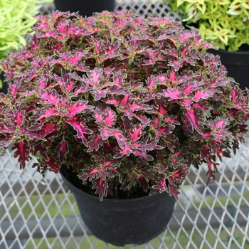 Coleus Wildfire® 'Smoky Rose' (122585)